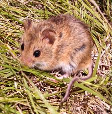 Attēlu rezultāti vaicājumam “Cricetidae”