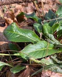 Attēlu rezultāti vaicājumam “Hesperis matronalis leaf”