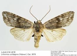 Attēlu rezultāti vaicājumam “Lithomoia solidaginis”