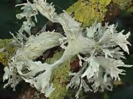 Attēlu rezultāti vaicājumam “Ramalina calicaris”