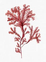 Attēlu rezultāti vaicājumam “Rhodophyta”