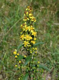 Attēlu rezultāti vaicājumam “Solidago virgaurea leaf”