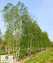 Attēlu rezultāti vaicājumam “Betula pendula”