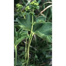 Attēlu rezultāti vaicājumam “Alchemilla subcrenata”