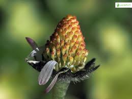 Attēlu rezultāti vaicājumam “Bellis perennis bud”