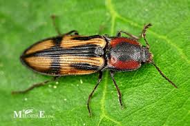 Attēlu rezultāti vaicājumam “Selatosomus cruciatus”