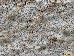 Attēlu rezultāti vaicājumam “Antrodia sinuosa”