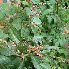 Attēlu rezultāti vaicājumam “Persicaria lapathifolia”