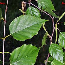 Attēlu rezultāti vaicājumam “Betula pendula var. carelica”
