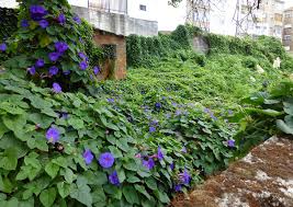 Image result for Ipomoea purpurea