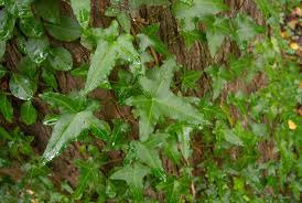 Attēlu rezultāti vaicājumam “Hedera helix”