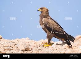Attēlu rezultāti vaicājumam “Aquila pomarina adult”