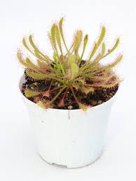 Attēlu rezultāti vaicājumam “Drosera anglica leaf”