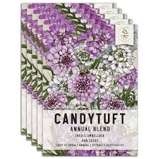 Image result for Iberis umbellata