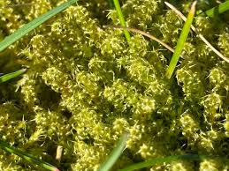 Attēlu rezultāti vaicājumam “Acrocarpous mosses”