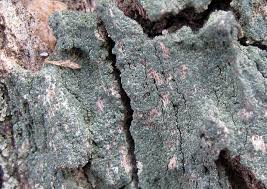 Attēlu rezultāti vaicājumam “Trapeliopsis flexuosa”