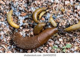 Attēlu rezultāti vaicājumam “Arion lusitanicus adult”