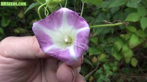 Attēlu rezultāti vaicājumam “Calystegia sepium fruit”