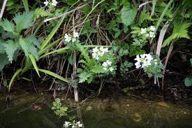 Attēlu rezultāti vaicājumam “Cardamine amara flower”