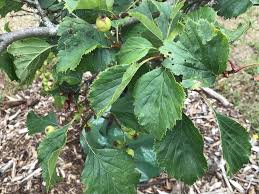 Attēlu rezultāti vaicājumam “Crataegus x macrocarpa leaf”