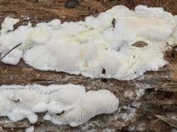 Attēlu rezultāti vaicājumam “Postia rennyi”