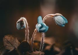 Attēlu rezultāti vaicājumam “Hepatica nobilis bud”