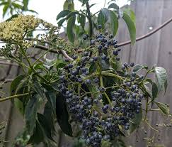 Attēlu rezultāti vaicājumam “Sambucus”