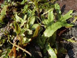 Attēlu rezultāti vaicājumam “Conocephalum”