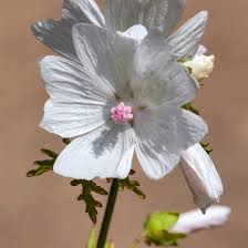 Image result for Malva moschata alba