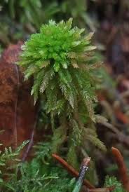 Attēlu rezultāti vaicājumam “Sphagnum wulfianum”