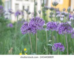 Attēlu rezultāti vaicājumam “Allium holandicum flower”