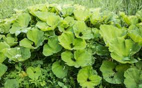 Attēlu rezultāti vaicājumam “Petasites spurius”