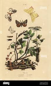 Attēlu rezultāti vaicājumam “Abraxas grossulariata imago”