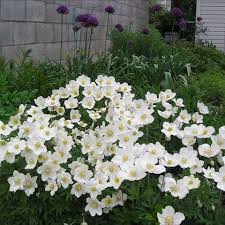 Attēlu rezultāti vaicājumam “Anemone sylvestris”