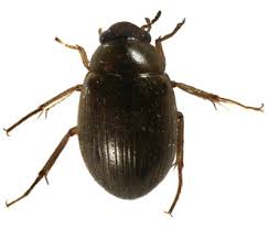 Attēlu rezultāti vaicājumam “Hydrophilidae”