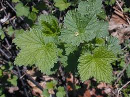 Attēlu rezultāti vaicājumam “Ribes nigrum leaf”