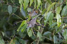 Attēlu rezultāti vaicājumam “Sylvia atricapilla”