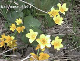 Attēlu rezultāti vaicājumam “Caltha palustris”