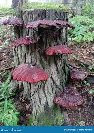 Attēlu rezultāti vaicājumam “Diderma rufostriatum sessile”