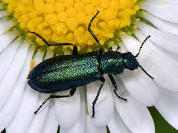 Attēlu rezultāti vaicājumam “Dasytidae”