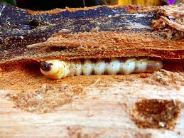 Attēlu rezultāti vaicājumam “Cerambycidae larva”