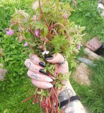 Attēlu rezultāti vaicājumam “Geranium robertianum”
