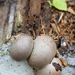 Attēlu rezultāti vaicājumam “Lycogala flavofuscum spores”