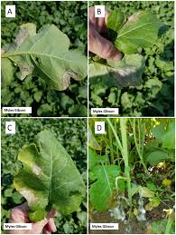 Attēlu rezultāti vaicājumam “Saelania glaucescens sporophyte”