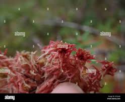 Attēlu rezultāti vaicājumam “Sphagnum rubellum”