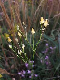 Attēlu rezultāti vaicājumam “Arenaria procera leaf”