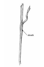 Attēlu rezultāti vaicājumam “Glyceria fluitans leaf”