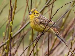 Attēlu rezultāti vaicājumam “Emberiza citrinella juvenile”