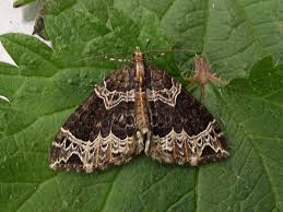 Attēlu rezultāti vaicājumam “Ecliptopera silaceata”