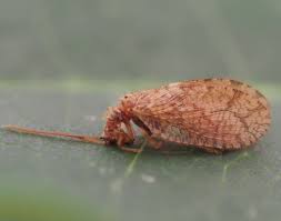 Attēlu rezultāti vaicājumam “Hemerobiidae”